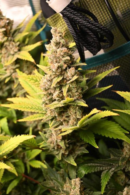 Mother Run! Ocean OG & Bubba Kush. Week 7