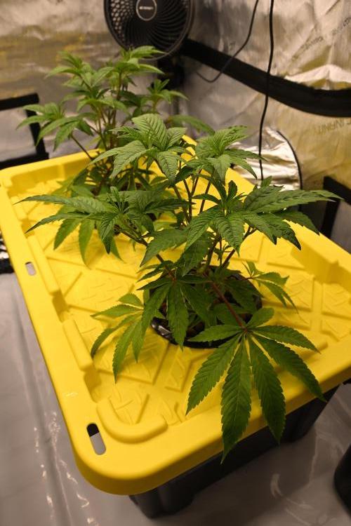 Ocean OG by Robin Hood Seeds. Week 3