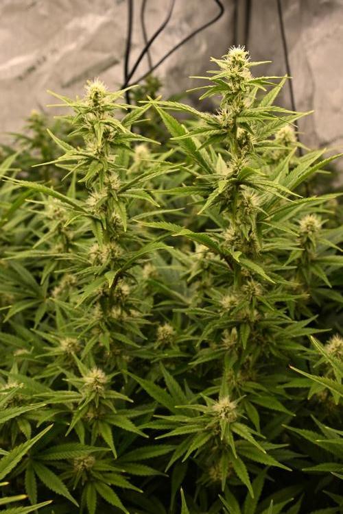Bubba Kush by Seedsman - DWC. Week 7