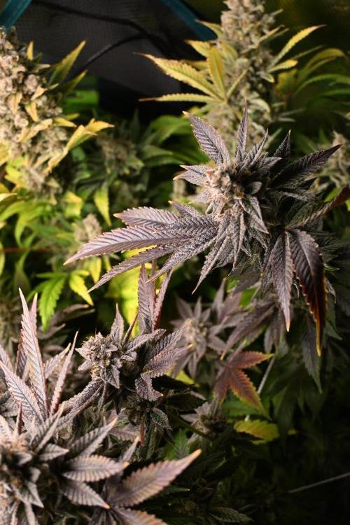 Mother Run! Ocean OG & Bubba Kush. Week 9