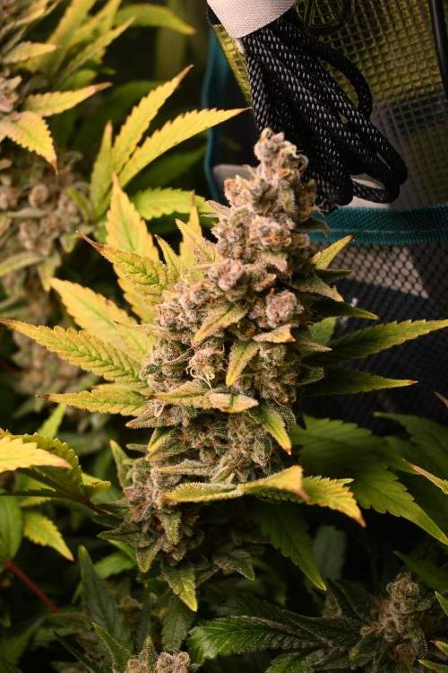 Mother Run! Ocean OG & Bubba Kush. Week 8