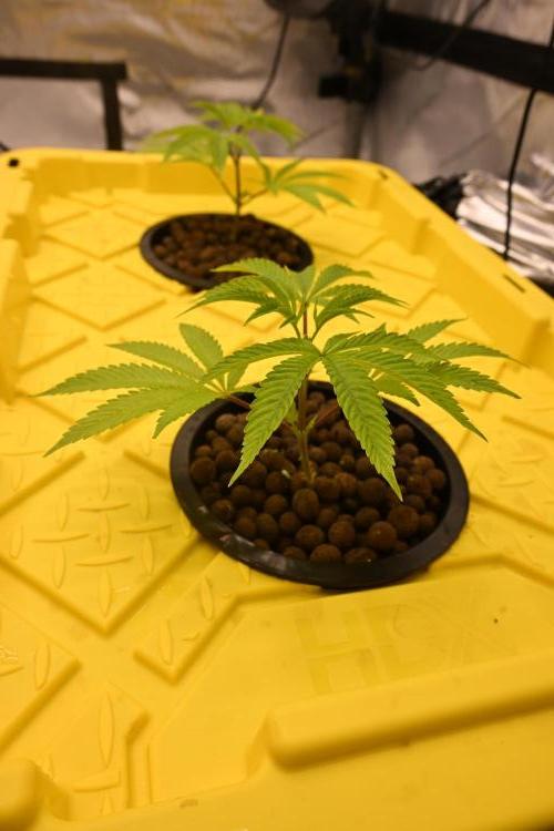 Ocean OG by Robin Hood Seeds. Week 1