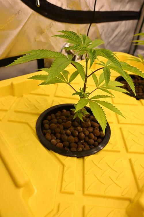 Ocean OG by Robin Hood Seeds. Week 1