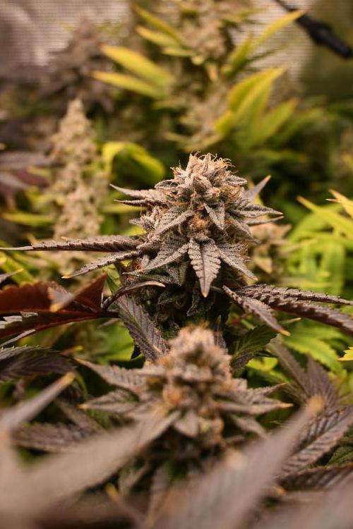 Mother Run! Ocean OG & Bubba Kush. Week 8