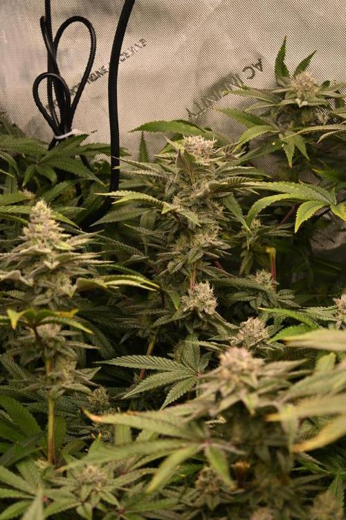 Ocean OG by Robin Hood Seeds - DWC. Week 7