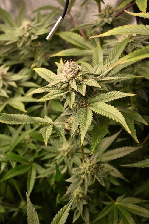 Ocean OG by Robin Hood Seeds - DWC. Week 6