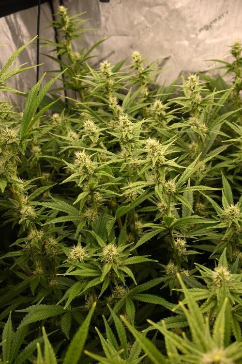 Bubba Kush by Seedsman - DWC. Week 7