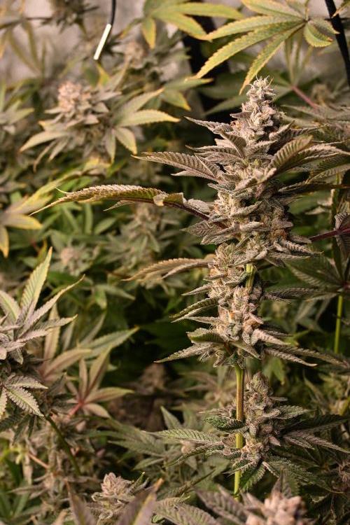 Ocean OG by Robin Hood Seeds - DWC. Week 9