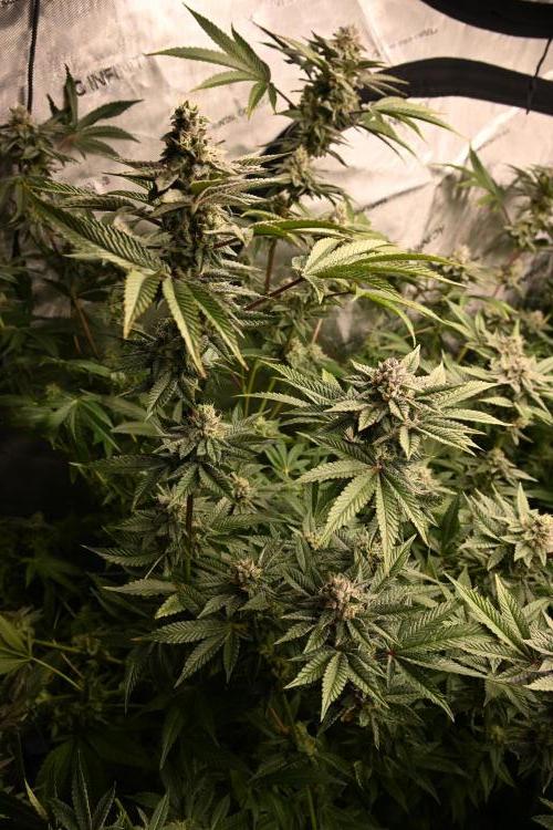 Ocean OG by Robin Hood Seeds - DWC. Week 7
