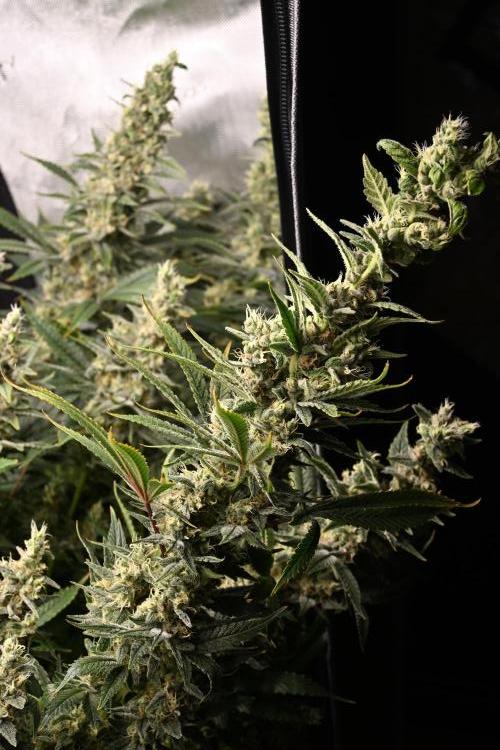 Bubba Kush by Seedsman - DWC. Week 11