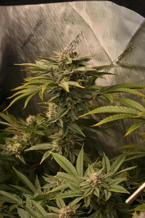 Ocean OG by Robin Hood Seeds - DWC. Week 7