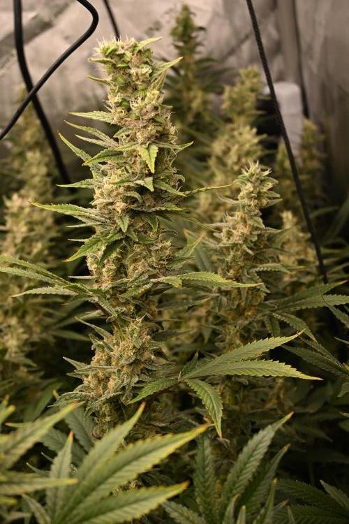 Bubba Kush by Seedsman - DWC. Week 11