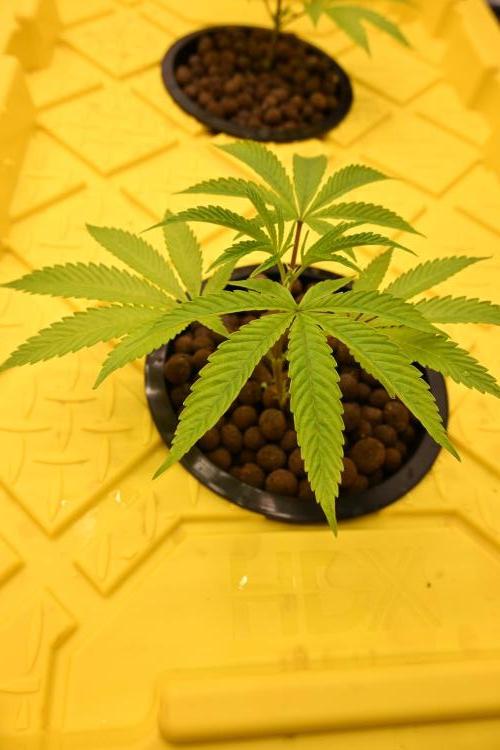 Ocean OG by Robin Hood Seeds. Week 1