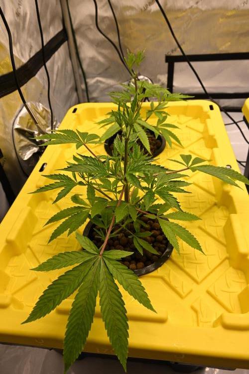 Ocean OG by Robin Hood Seeds. Week 2