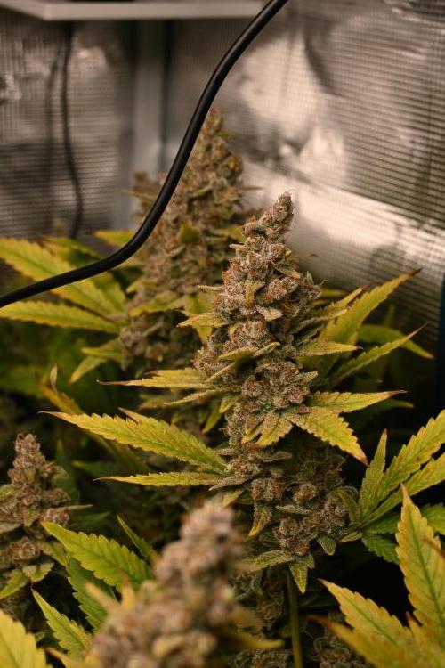 Mother Run! Ocean OG & Bubba Kush. Week 8