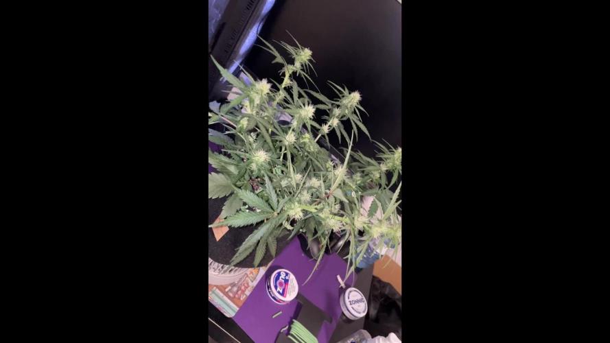 Gorilla Cookies Auto… PART 2