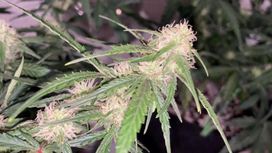 Gorilla Cookies Auto… PART 2