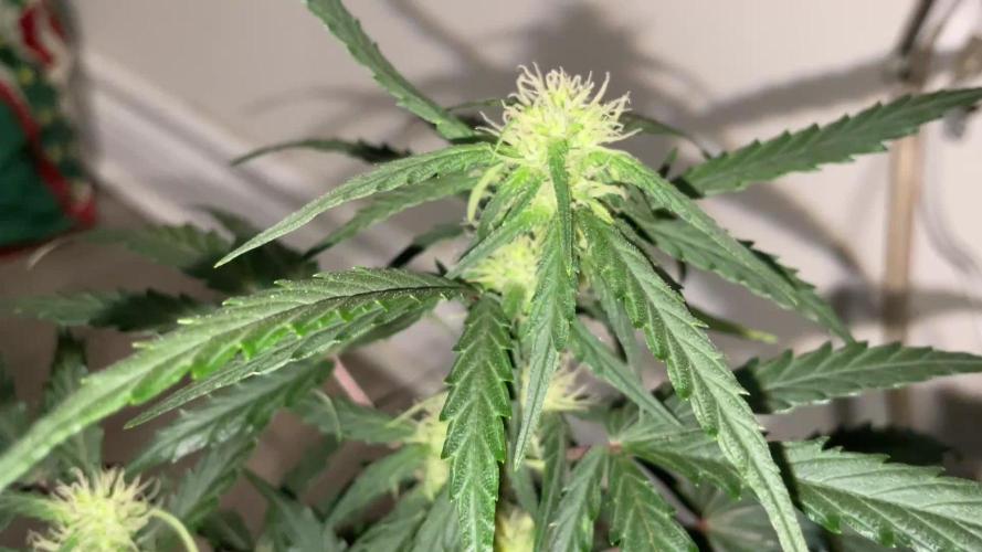 Gorilla Cookies Auto… PART 2