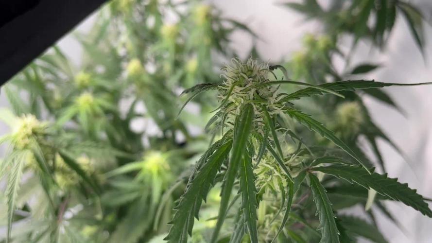 Gorilla Cookies Auto… PART 2