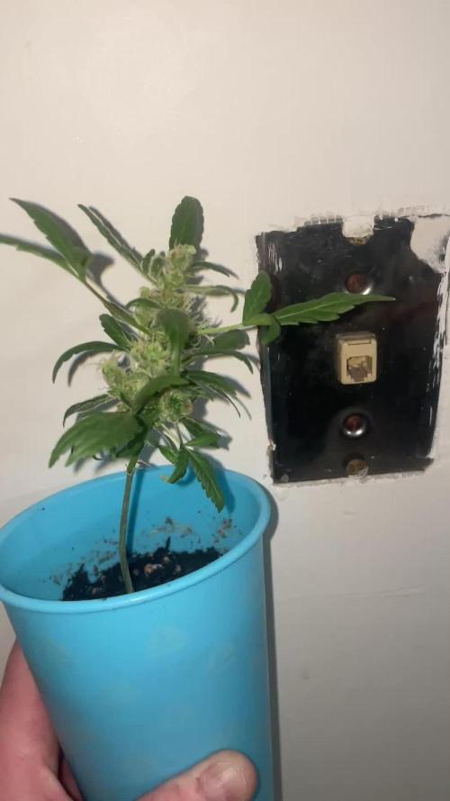 Neglectful winter window grow