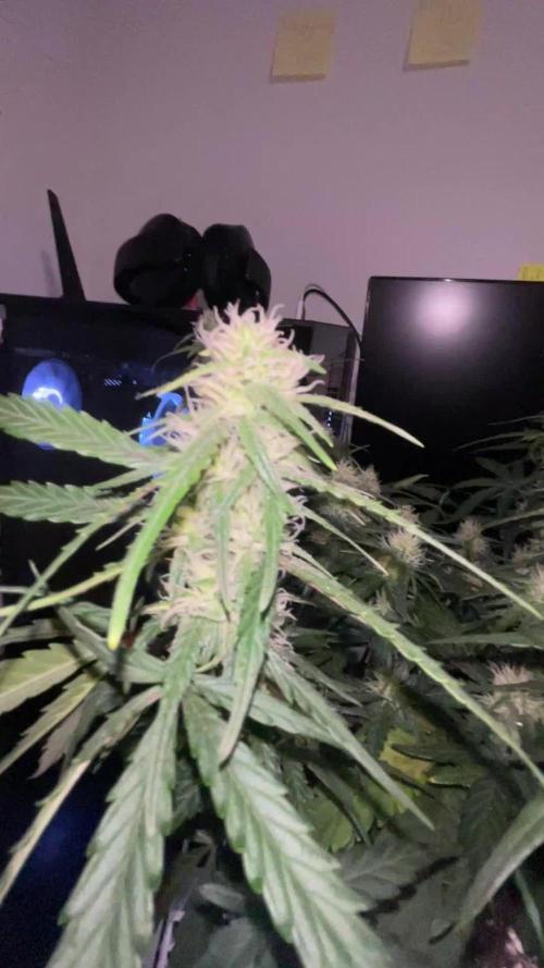 Gorilla Cookies Auto… PART 2