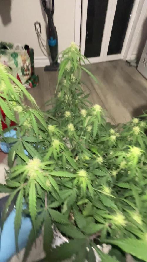 Gorilla Cookies Auto… PART 2