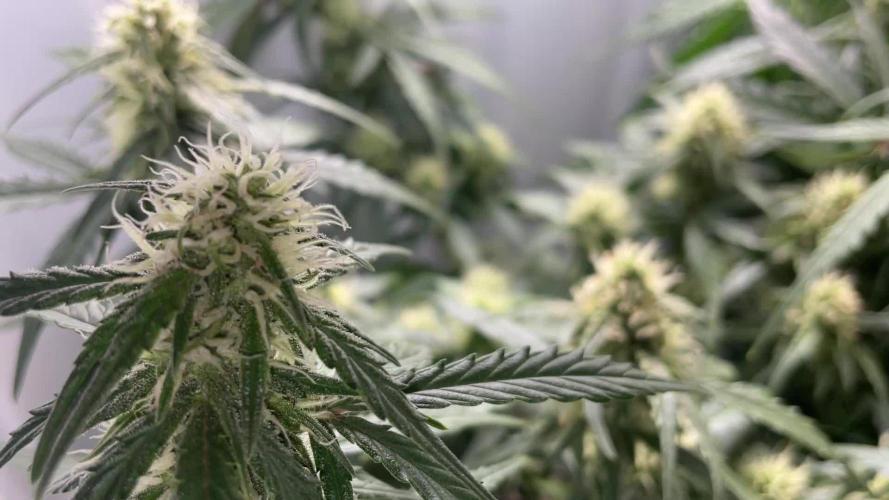 Gorilla Cookies Auto… PART 2