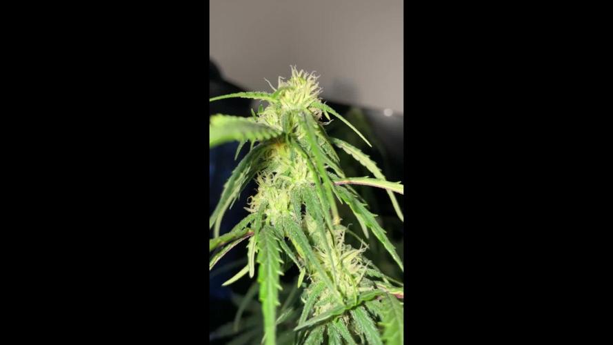 Gorilla Cookies Auto… PART 2