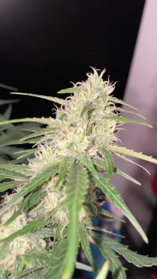 Gorilla Cookies Auto… PART 2