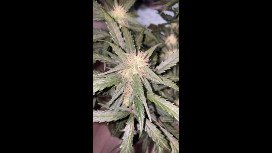 Gorilla Cookies Auto… PART 2