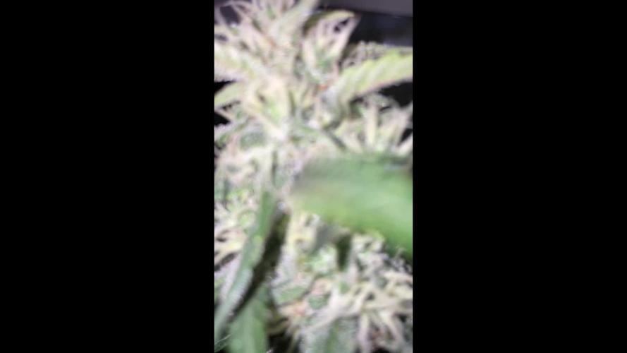 Gorilla Cookies Auto… PART 2