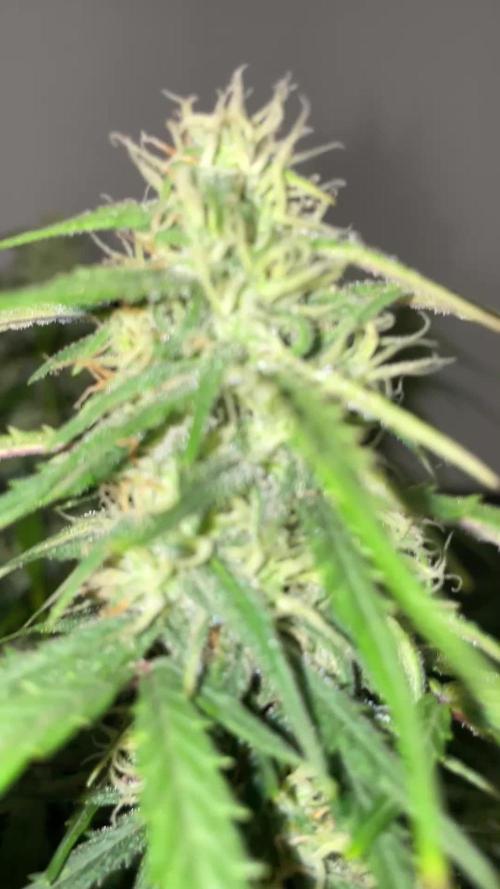 Gorilla Cookies Auto… PART 2