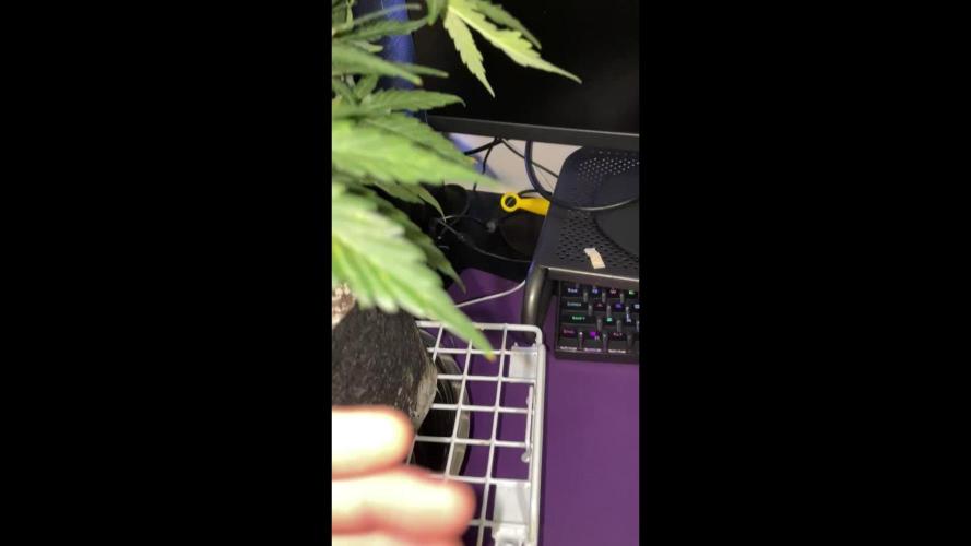 Gorilla Cookies Auto… PART 2