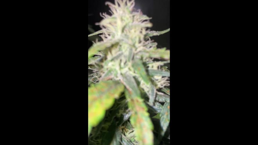 Gorilla Cookies Auto… PART 2