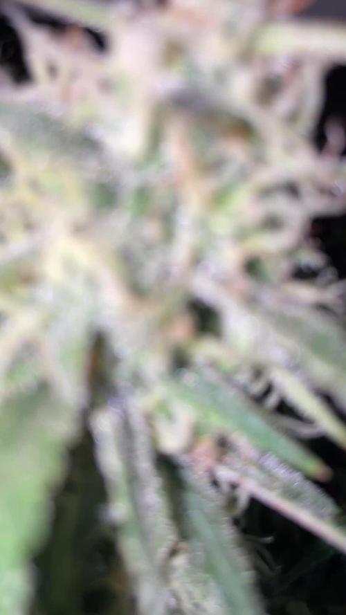 Gorilla Cookies Auto… PART 2