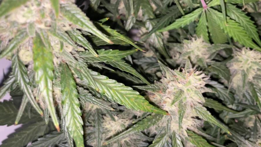 Gorilla Cookies Auto… PART 2