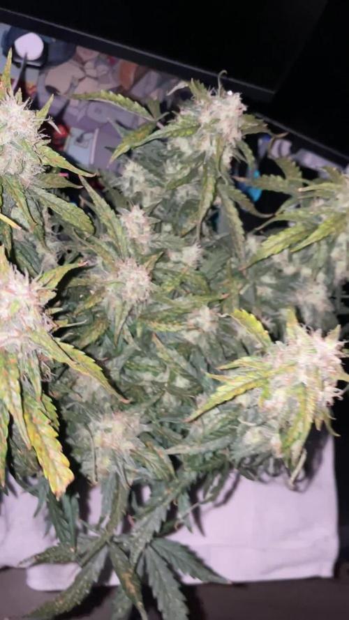 Gorilla Cookies Auto… PART 2