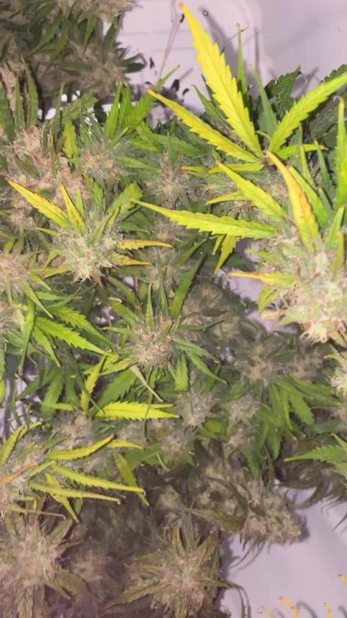 Gorilla Cookies Auto… PART 2