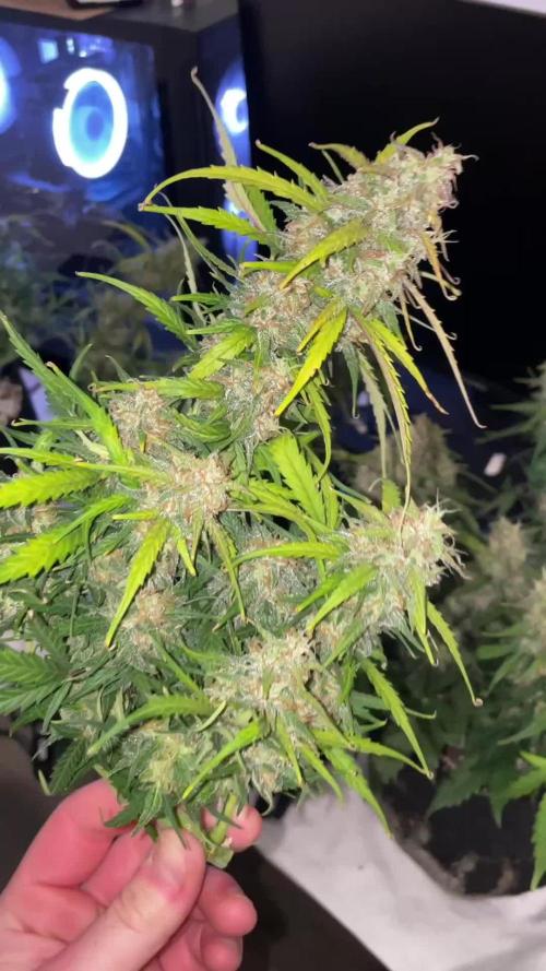 Gorilla Cookies Auto… PART 2