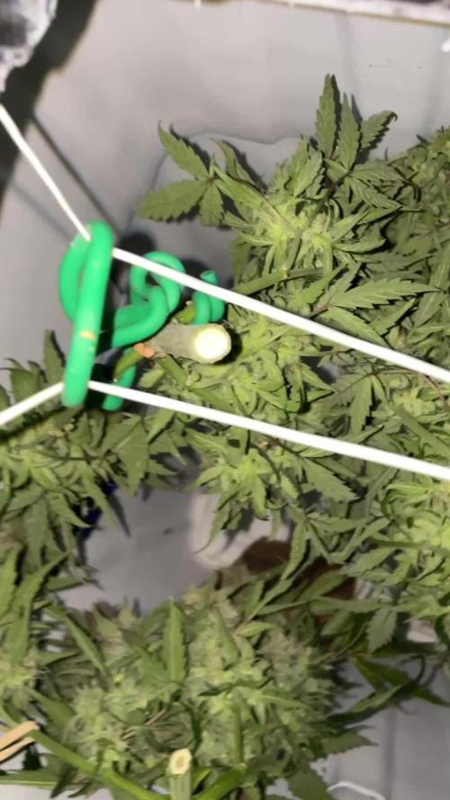 Gorilla Cookies Auto… PART 2