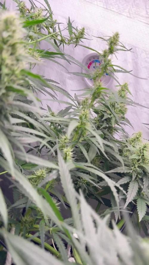 First Tropicana Cookies Purple on GD!
