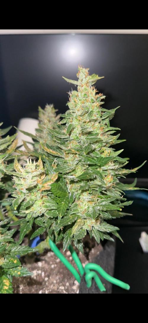 Sherbet Autoflower W/ Perpetual Setup. Week 10