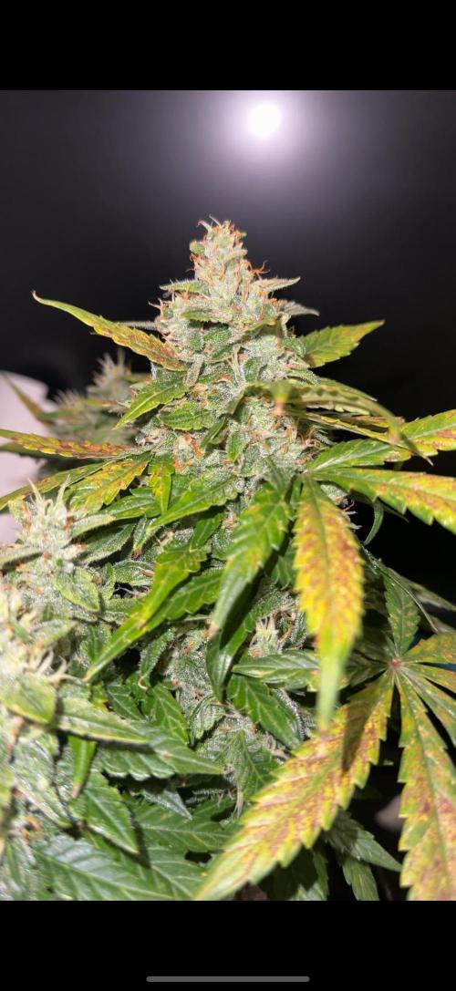 Sherbet Autoflower W/ Perpetual Setup. Week 10