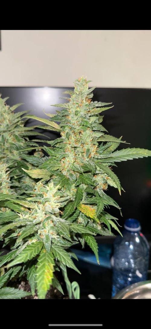 Sherbet Autoflower W/ Perpetual Setup. Week 10