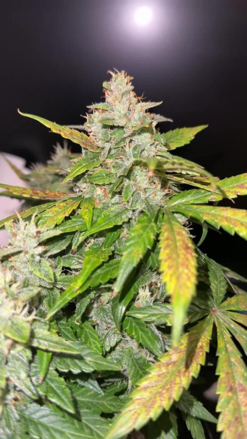 Sherbet Autoflower W/ Perpetual Setup