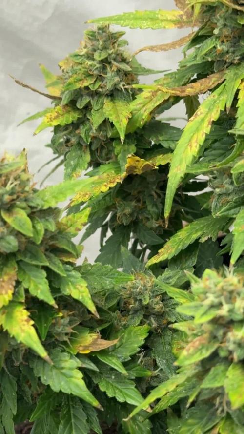 Sherbet Autoflower W/ Perpetual Setup