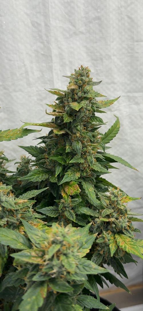 Sherbet Autoflower W/ Perpetual Setup. Week 11