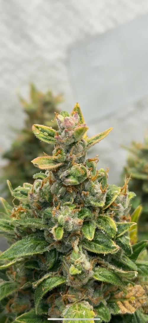 Sherbet Autoflower W/ Perpetual Setup. Week 11