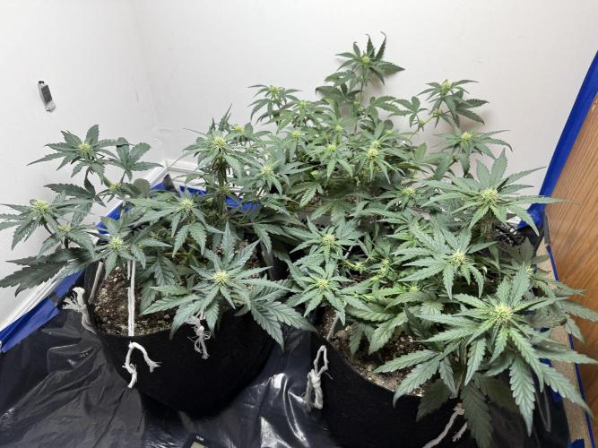 Mango Runts: Organic Mephisto Run. Week 5