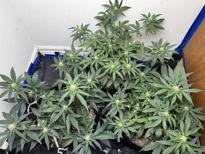 Mango Runts: Organic Mephisto Run. Week 5